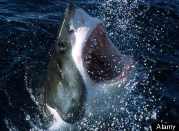 Great white shark warning signs were posted along the Santa Barbara coast after a sighting on Monday.