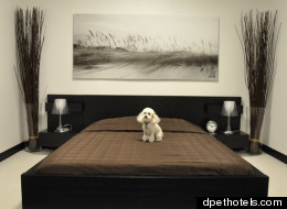 El hotel pertenece a una compañía que ya cuenta con un hotel para perros en Los Angeles.
