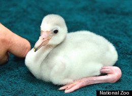 The National Zoo's new baby flamingo was born on July 29