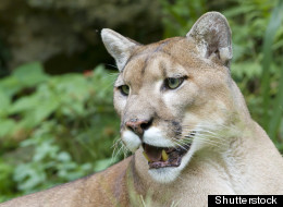 A cougar was shot dead in Kelowna after it was found in a tree in a residential neighbourhood. (Shutterstock)