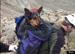Missy was left on a mountain after she was injured. But she got rescued!