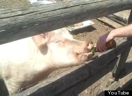 Pinky drinks a cold one.
