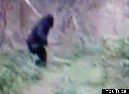 Could this be Bigfoot?