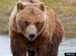Richard White was mauled to death by a bear in Denali National Park, Alaska.