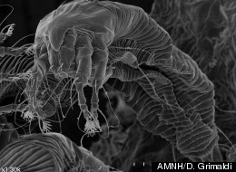 A scanning electron micrograph image of a modern gall mite that’s found on silver maple leaves.