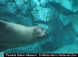 A sea lion that is part of the National Zoo's new American Trail exhibit, opening Sept. 1
