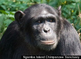 How smart? The intelligence of apes like the chimp Natasha can’t be predicted with a single test, researchers say.