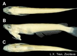 Preserved specimen of Phallostethus cuulong, showing dorsal (A), lateral (B) and ventral (C) views.