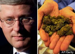 Police in southeastern New Brunswick have dismantled an outdoor marijuana grow operation — thanks in part to this week's visit to the area by Prime Minister Stephen Harper. (CP)