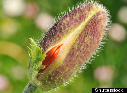 Shutterstock