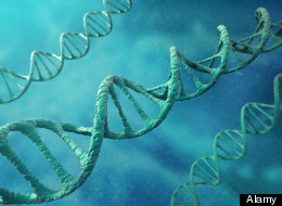 Prostate-specific gene could treat cancer