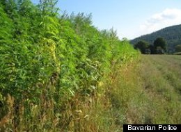 A 74-year-old German farmer was questioned by narcotics police after neighbors reported a field of more than 1,000 cannabis plants growing on his property.