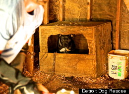 Nine pit bulls were rescued in a raid of a marijuana growing operation in Detroit on Tuesday, Sept. 4.