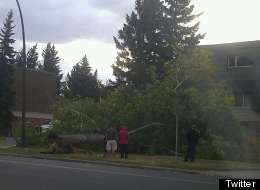 Sunday's wind storm in Calgary toppled trees and crushed cars. (Twitter: @john10452)