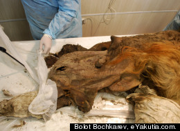 A different mammoth shown here was found in August 2010 in Russia’s Republic of Sakha-Yakutia.The well-preserved carcass is inspected by scientists here.