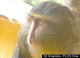 An adult male lesula, a newly-identified monkey species native to a limited area of central Democratic Republic of Congo