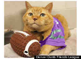Tricky the cat is available for adoption at the Denver Dumb Friends League.