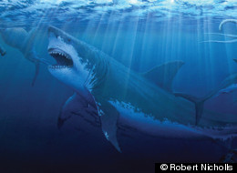 Paleoartist Robert Nicholls created this illustration of Megalodon in its natural habitat.
