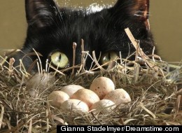 Domestic cats are one of the worst invaders; yes, Fluffy's hunting skills make it a threat to 16 endangered species in Europe.