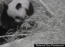 Mei Xiang, as seen on the pandacam, last week.