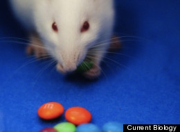 An opium-like brain chemical prompts rats to gorge on chocolate treats like M&Ms, new research in 'Current Biology' shows.