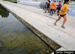 Just weeks after it reopened, the Lincoln Memorial's Reflecting Pool has attracted algae growth.