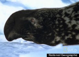 National Geographic