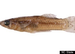 A male <em>Gambusia quadruncus</em>.