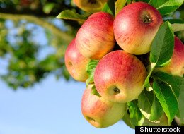 (Shutterstock)