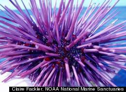 As atmospheric carbon dioxide increases, more of it dissolves into the oceans, turning the seas more acidic. While some sea creatures will likely not be able to cope, studies have shown the purple sea urchin may have ways to survive.