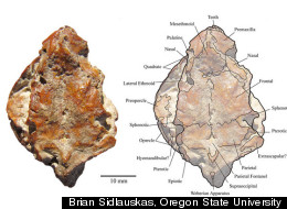 his is the lone fossil of a species known as Arrhinolemur scalabrinii--or
