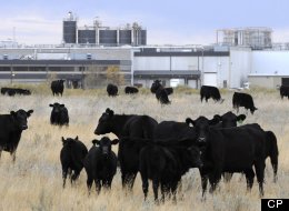 Usine d'XL Foods à Brooks. (Radio-Canada.ca)