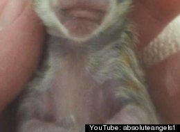 Cleyed, the one-eyed kitten.