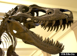 Do fossils of dinosaurs, such as Tyrannosaurus rex, contain soft tissues?