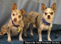 Nobody stands between her and her man. Mr. and Mrs. Jones, a pair of 4-year-old Chihuahua Mixes up for adoption in the Chicago area.