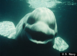This male beluga whale named Noc can mimic the voices of humans, scientists report Oct. 23, 2012 in the journal Current Biology.