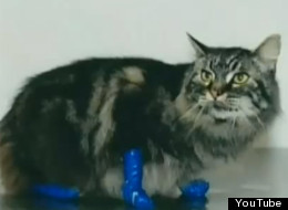 The Island Veterinary Hospital says they've seen four cases of duct-taped cats. (Island Veterinary Hospital/YouTube)