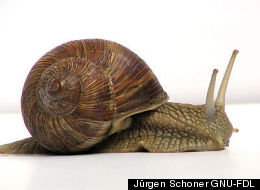 Jürgen Schoner GNU-FDL