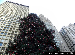 The 2012 Daley Plaza Christmas tree will make its way to Chicago on Friday.