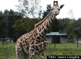 A giraffe has died at the Greater Vancouver Zoo — the third to die there in the past year. (Flickr)