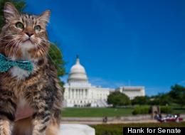 Hank's campaign manager Matthew O'Leary says that the cat may retire from politics.