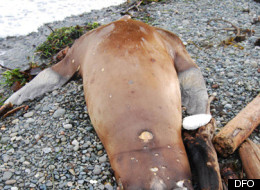 A sea lion was found shot and decapitated on a Campbell River, B.C. beach earlier this month. (Dept. of Fisheries and Oceans)