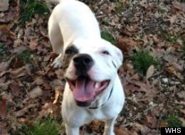 Princess is one of the many D.C.-area animals looking for a new home