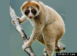 The newly discovered slow loris primate (Nycticebus kayan) has a furry