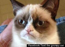 Facebook/Tard the grumpy cat
