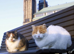 Two of Parliament Hill's resident stray cats sit on a park bench outside the House of Commons in Ottawa on December 1, 1999. Volunteers have asked the scataury to be shut down after all four remaining cats were adopted. THE CANADIAN PRESS/Tom Hanson