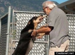 Diesel has been kept in a pound -- costing the Central Okanagan Regional District estimated $100,000 -- since it was seized two years ago for biting another dog. (Facebook via Castanet)