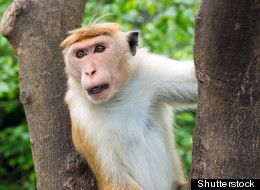Shutterstock
