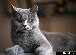 A study says that cats are responsible for billions of dead birds and mammals each year. (Shutterstock)
