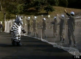 A Japanese zoo put one of their staff members in a zebra costume for a drill.